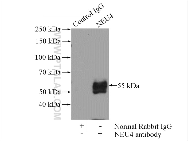 Immunoprecipitation (IP) experiment of L02 cells using NEU4 Polyclonal antibody (12995-1-AP)