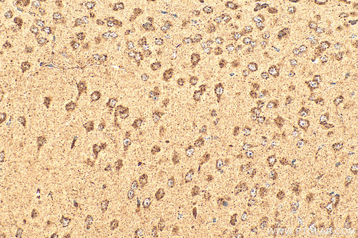 Immunohistochemistry (IHC) staining of mouse brain tissue using NEURL Polyclonal antibody (18898-1-AP)