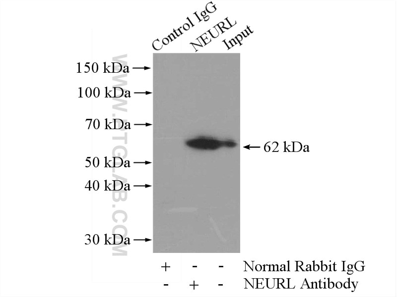 Immunoprecipitation (IP) experiment of mouse brain tissue using NEURL Polyclonal antibody (18898-1-AP)