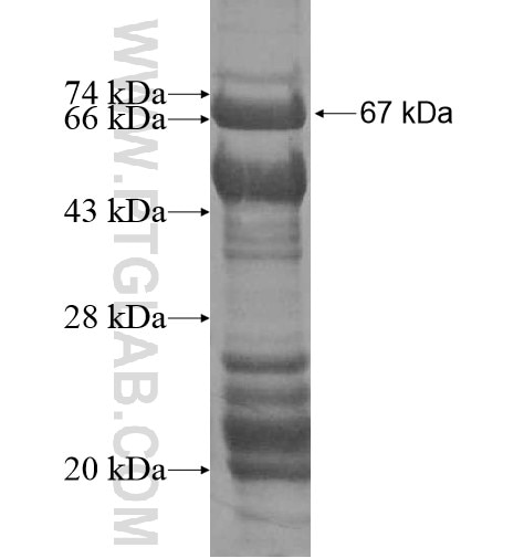 NEURL fusion protein Ag13531 SDS-PAGE