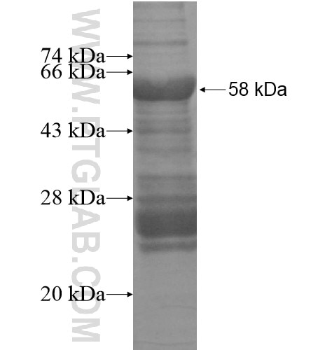 NEURL2 fusion protein Ag15670 SDS-PAGE