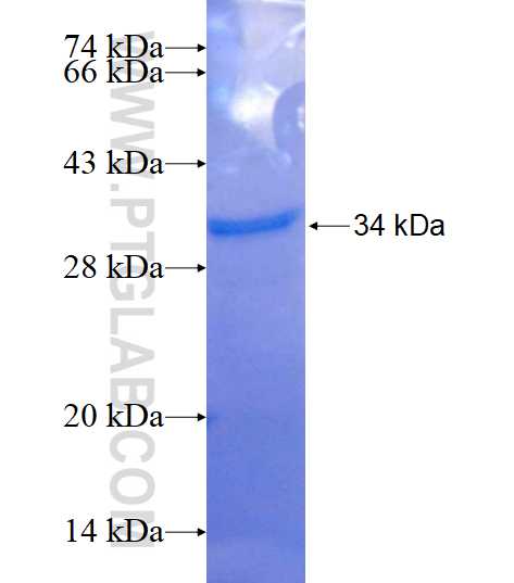 NEURL2 fusion protein Ag15874 SDS-PAGE