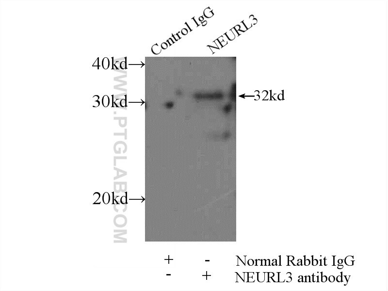 Immunoprecipitation (IP) experiment of mouse brain tissue using NEURL3 Polyclonal antibody (16648-1-AP)