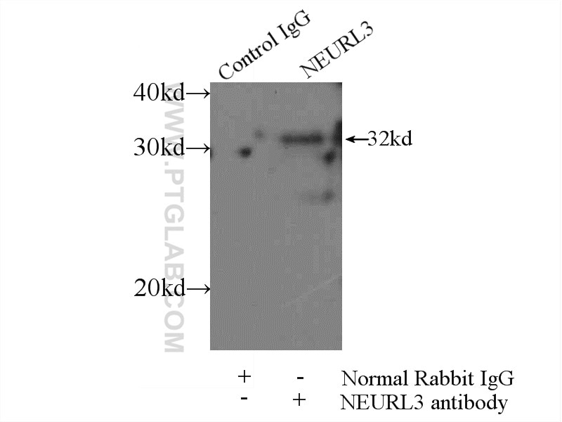 IP experiment of mouse brain using 16648-1-AP