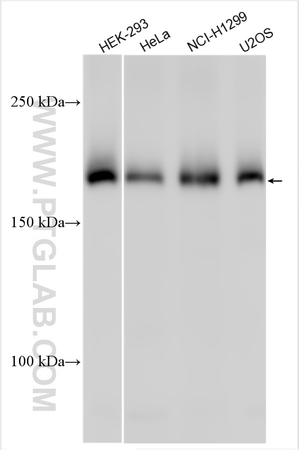 Western Blot (WB) analysis of various lysates using NEURL4 Polyclonal antibody (55345-1-AP)