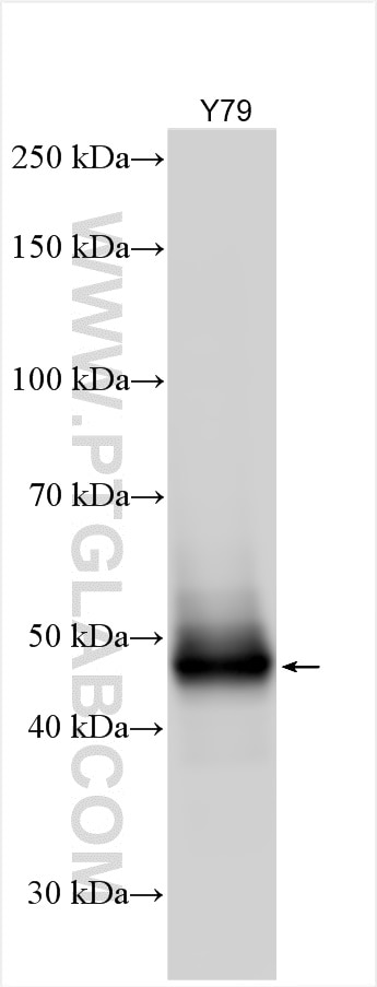Western Blot (WB) analysis of Y79 cells using NEUROD1 Polyclonal antibody (12081-1-AP)