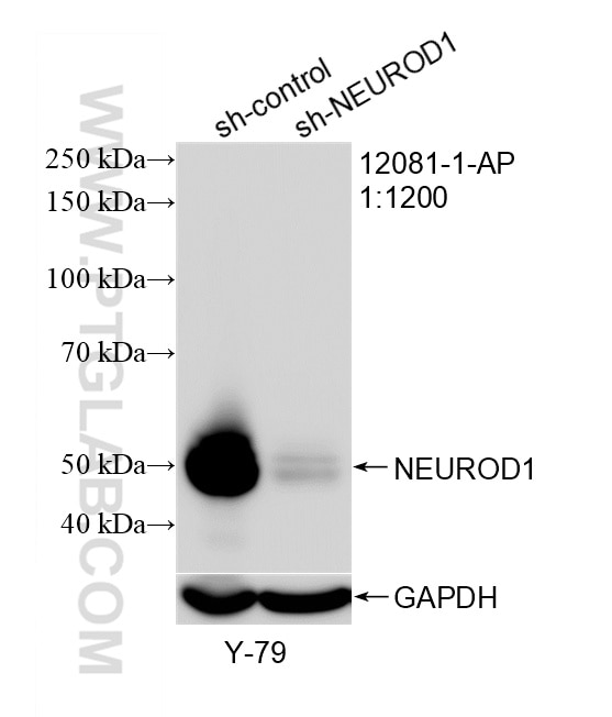 Western Blot (WB) analysis of Y79 cells using NEUROD1 Polyclonal antibody (12081-1-AP)