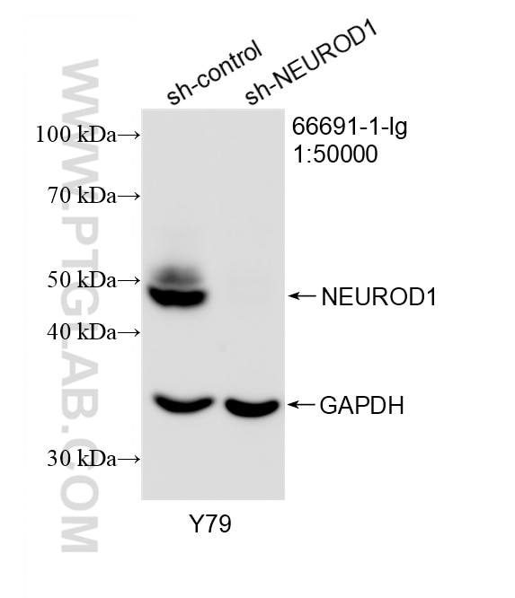 Western Blot (WB) analysis of Y79 cells using NEUROD1 Monoclonal antibody (66691-1-Ig)