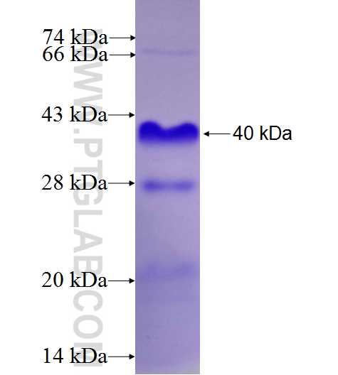 NEUROD1 fusion protein Ag27606 SDS-PAGE