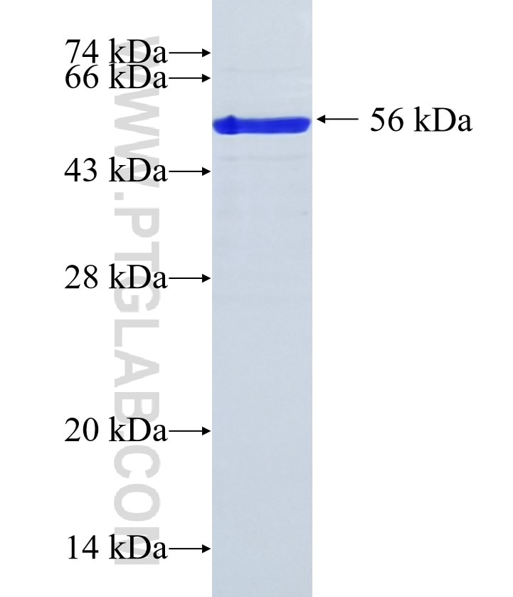 NEUROD1 fusion protein Ag2713 SDS-PAGE