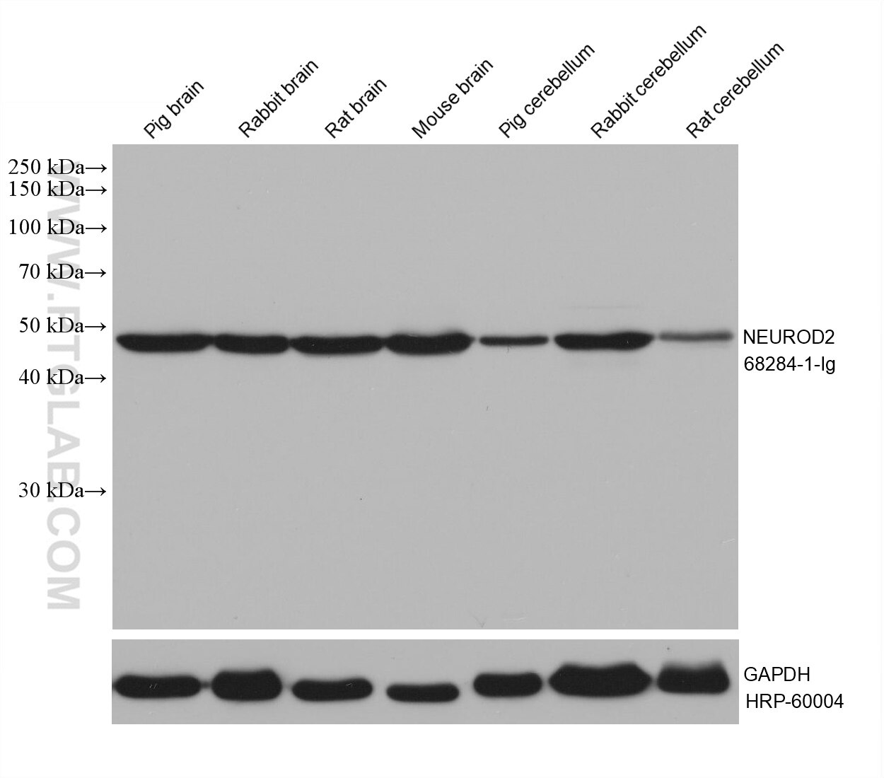 Western Blot (WB) analysis of various lysates using NEUROD2 Monoclonal antibody (68284-1-Ig)
