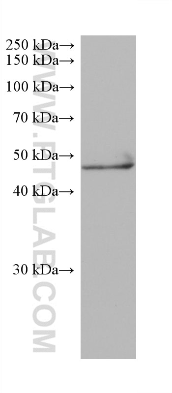 Western Blot (WB) analysis of mouse cerebellum tissue using NEUROD2 Monoclonal antibody (68284-1-Ig)