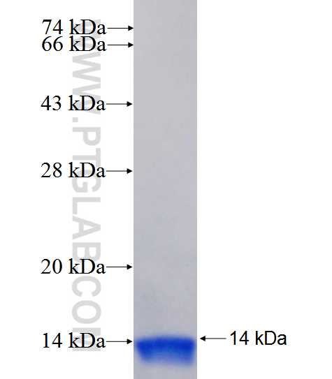 NEUROD2 fusion protein Ag26068 SDS-PAGE