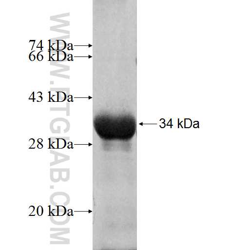 NEUROD4 fusion protein Ag6183 SDS-PAGE
