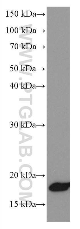 Western Blot (WB) analysis of HEK-293 cells using NEUROG1 Monoclonal antibody (66642-1-Ig)