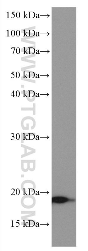 Western Blot (WB) analysis of Y79 cells using NEUROG1 Monoclonal antibody (66642-1-Ig)