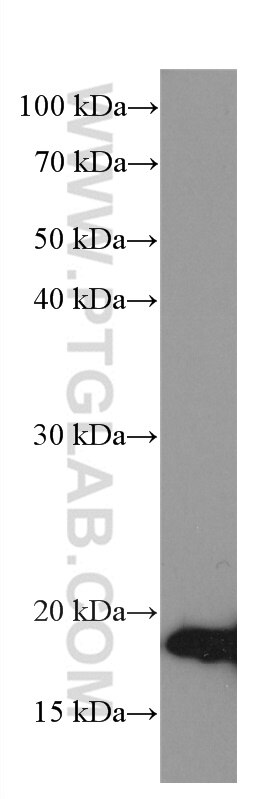 Western Blot (WB) analysis of Neuro-2a cells using NEUROG1 Monoclonal antibody (66642-1-Ig)