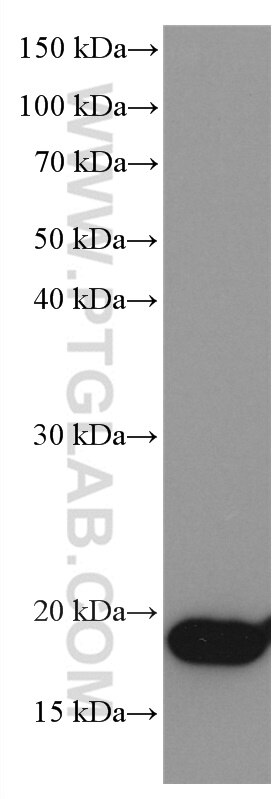 Western Blot (WB) analysis of HeLa cells using NEUROG1 Monoclonal antibody (66642-1-Ig)