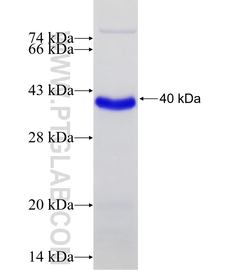 NEUROG1 fusion protein Ag26438 SDS-PAGE