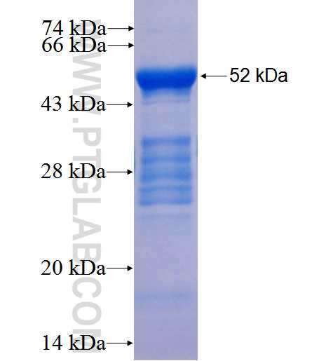 NEUROG1 fusion protein Ag2967 SDS-PAGE