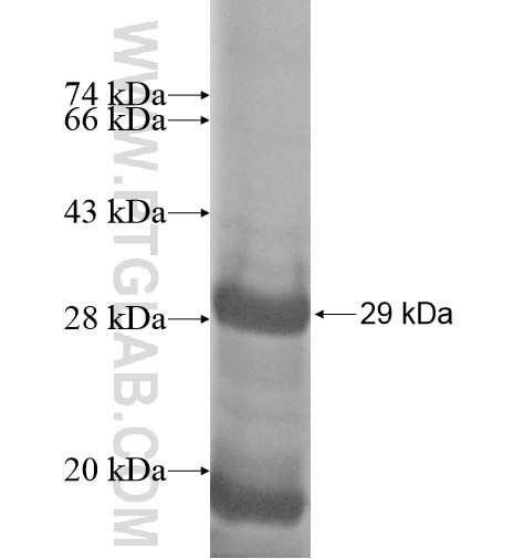 NEUROG3 fusion protein Ag12256 SDS-PAGE
