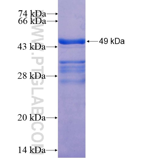 NEUROG3 fusion protein Ag12272 SDS-PAGE