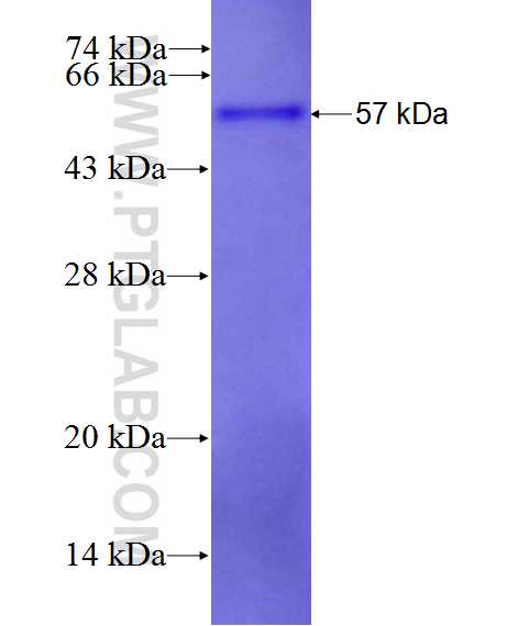 NEXN fusion protein Ag26938 SDS-PAGE