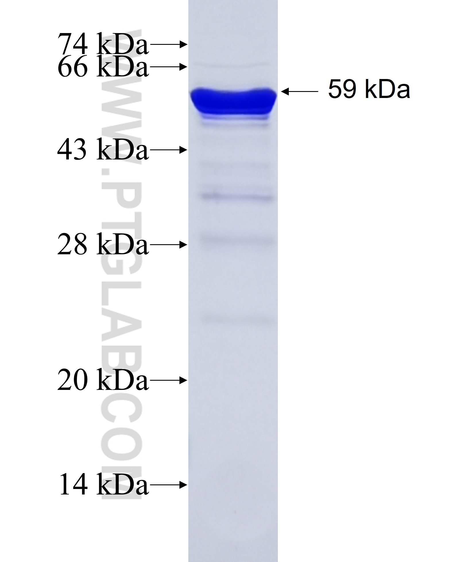 NEXN fusion protein Ag26938 SDS-PAGE