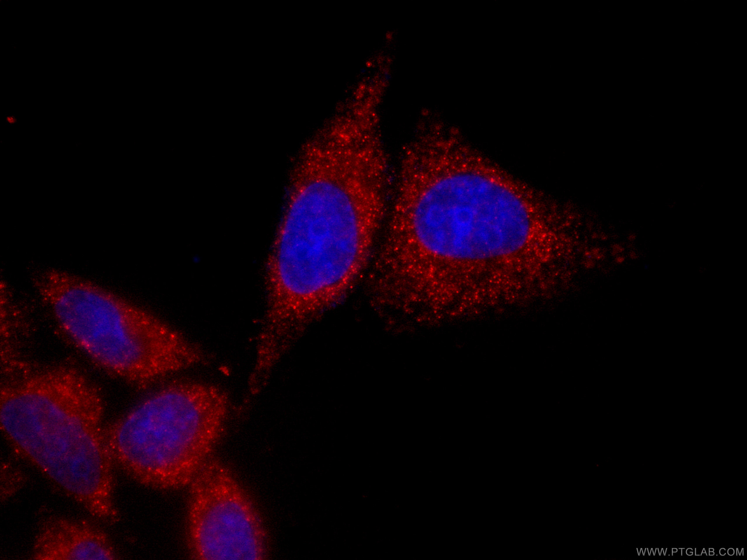 Immunofluorescence (IF) / fluorescent staining of HepG2 cells using CoraLite®594-conjugated NF-κB p65 Monoclonal antib (CL594-66535)