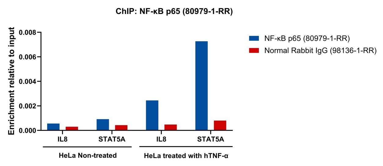ChIP experiment of HeLa cells using NF-κB p65 Recombinant antibody (80979-1-RR)