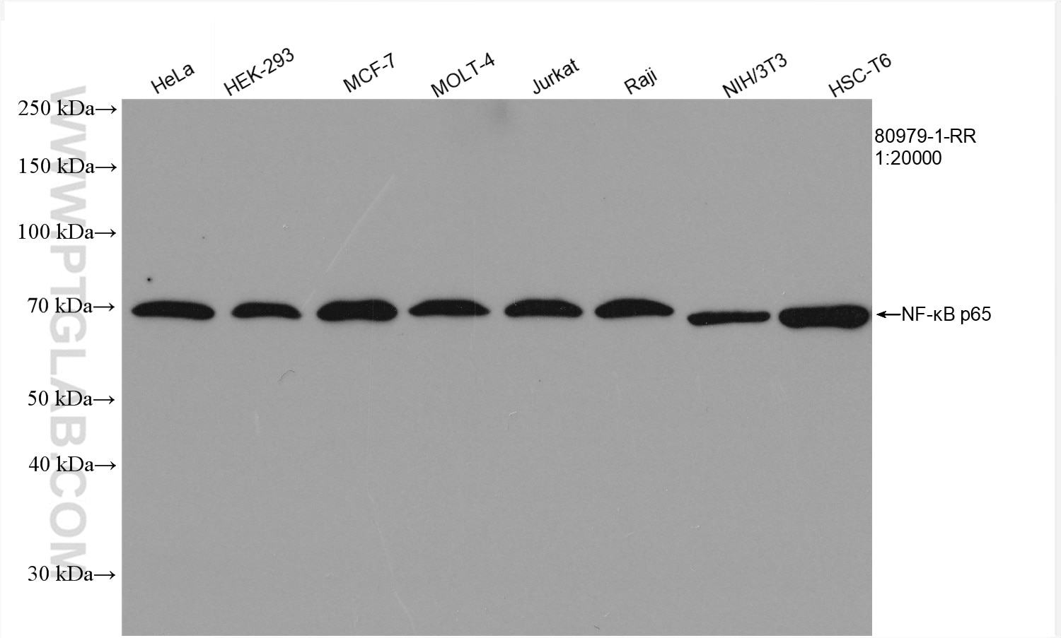 Western Blot (WB) analysis of various lysates using NF-κB p65 Recombinant antibody (80979-1-RR)