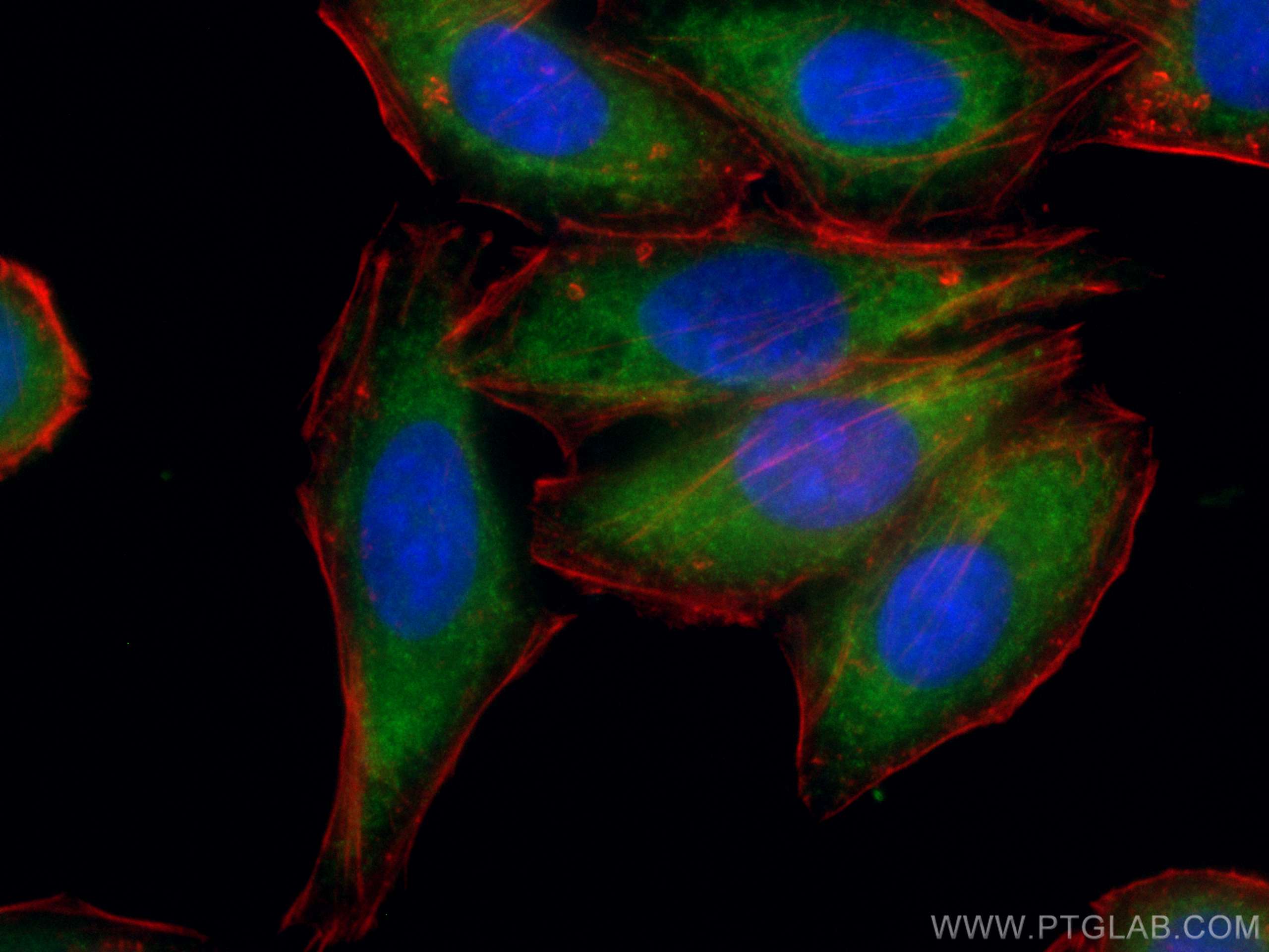 Immunofluorescence (IF) / fluorescent staining of HepG2 cells using CoraLite® Plus 488-conjugated NF-κB p65 Polyclonal (CL488-10745)