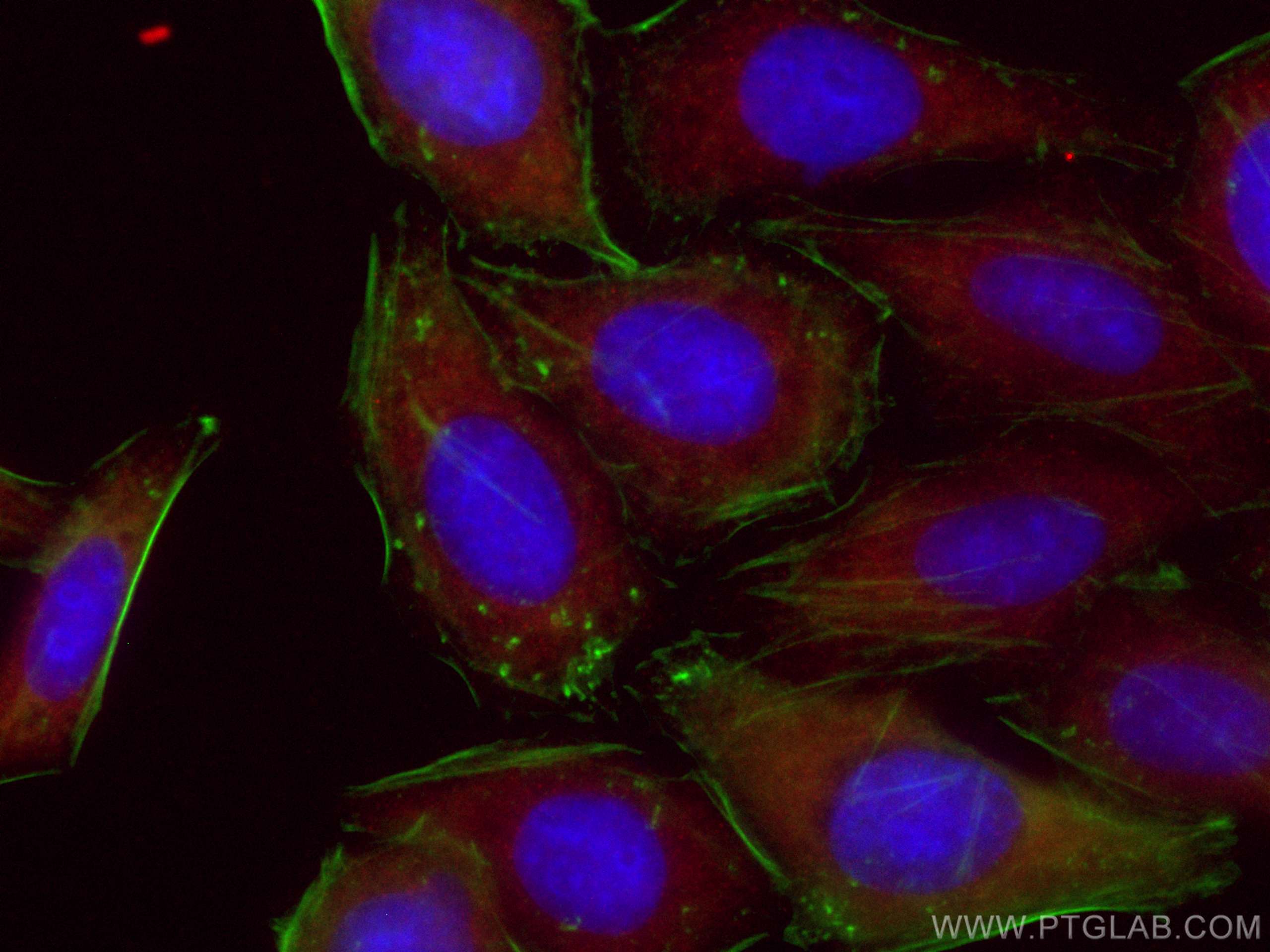 Immunofluorescence (IF) / fluorescent staining of HepG2 cells using CoraLite®594-conjugated NF-κB p65 Polyclonal antib (CL594-10745)