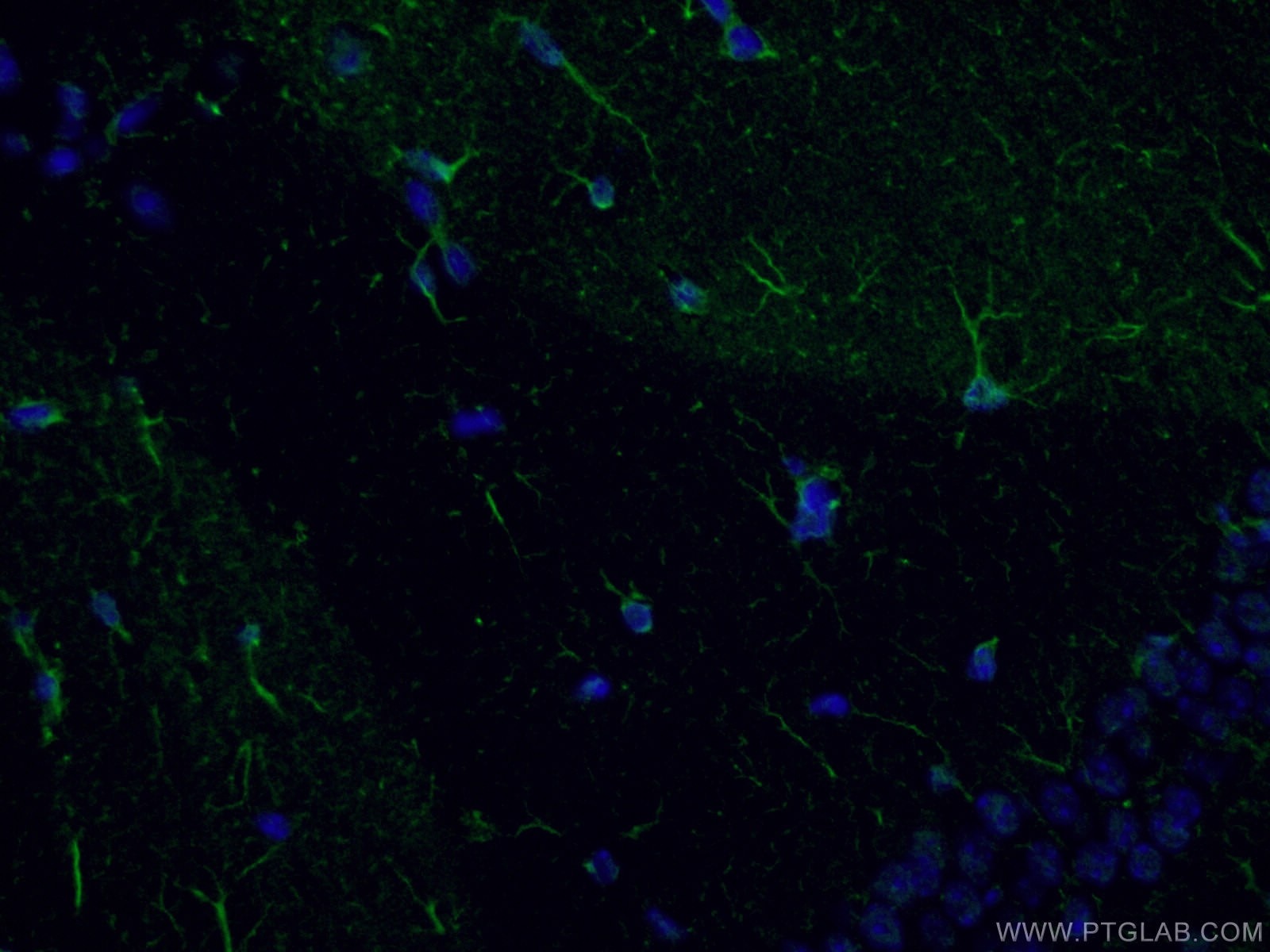 IF Staining of mouse brain using CL488-60189