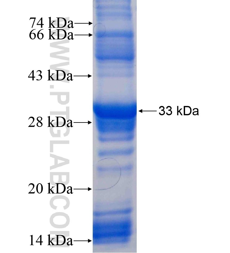 NF2 fusion protein Ag1013 SDS-PAGE