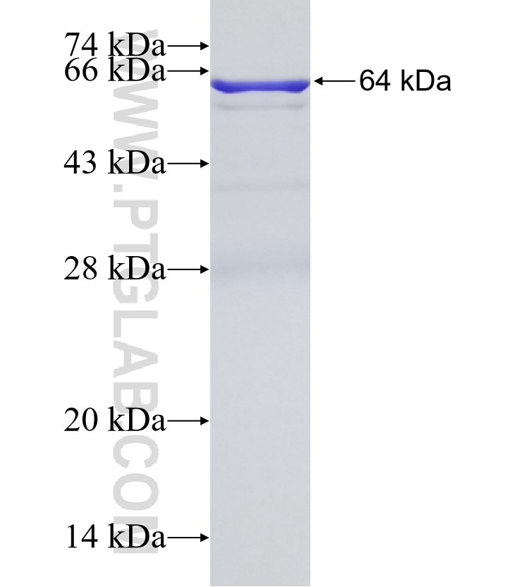 NF2 fusion protein Ag16265 SDS-PAGE