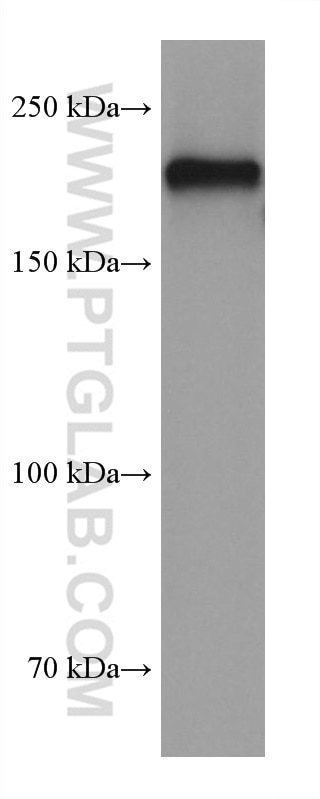 Western Blot (WB) analysis of pig cerebellum tissue using NF-H/NF200 Monoclonal antibody (60331-1-Ig)