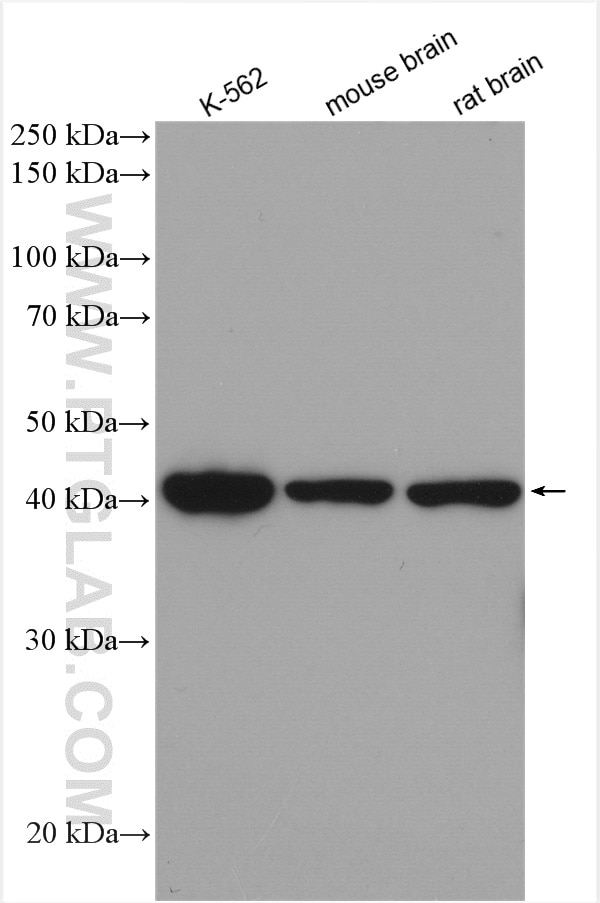 Western Blot (WB) analysis of various lysates using NF45 Polyclonal antibody (14714-1-AP)