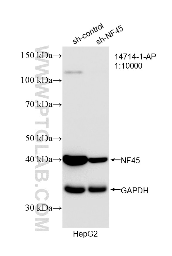 WB analysis of HepG2 using 14714-1-AP Western Blot (WB) analysis of HepG2 cells using NF45 Polyclonal antibody (14714-1-AP)