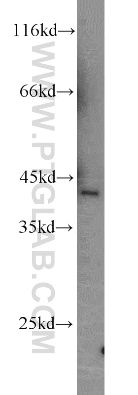 Western Blot (WB) analysis of mouse brain tissue using NF45 Polyclonal antibody (14714-1-AP)