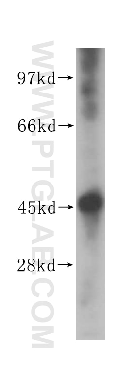 WB analysis of K-562 using 14714-1-AP