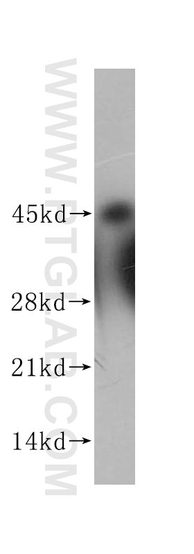 Western Blot (WB) analysis of Jurkat cells using NF45 Polyclonal antibody (14714-1-AP)