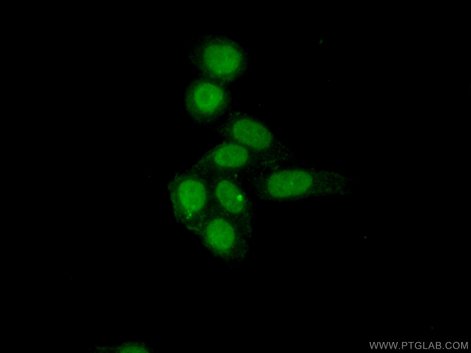Immunofluorescence (IF) / fluorescent staining of HepG2 cells using NF45 Polyclonal antibody (24572-1-AP)
