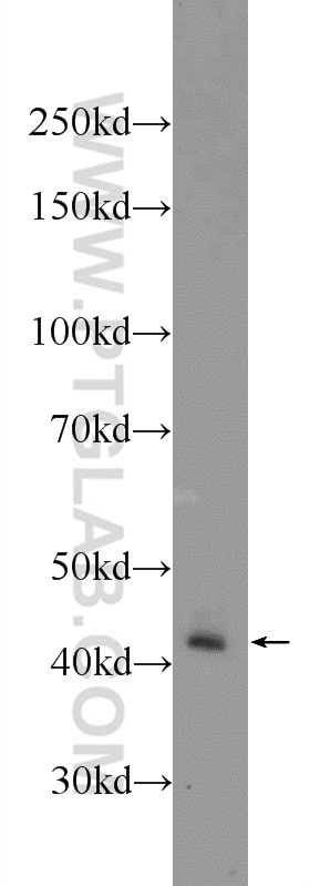 Western Blot (WB) analysis of K-562 cells using NF45 Polyclonal antibody (24572-1-AP)