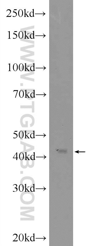 Western Blot (WB) analysis of HepG2 cells using NF45 Polyclonal antibody (24572-1-AP)
