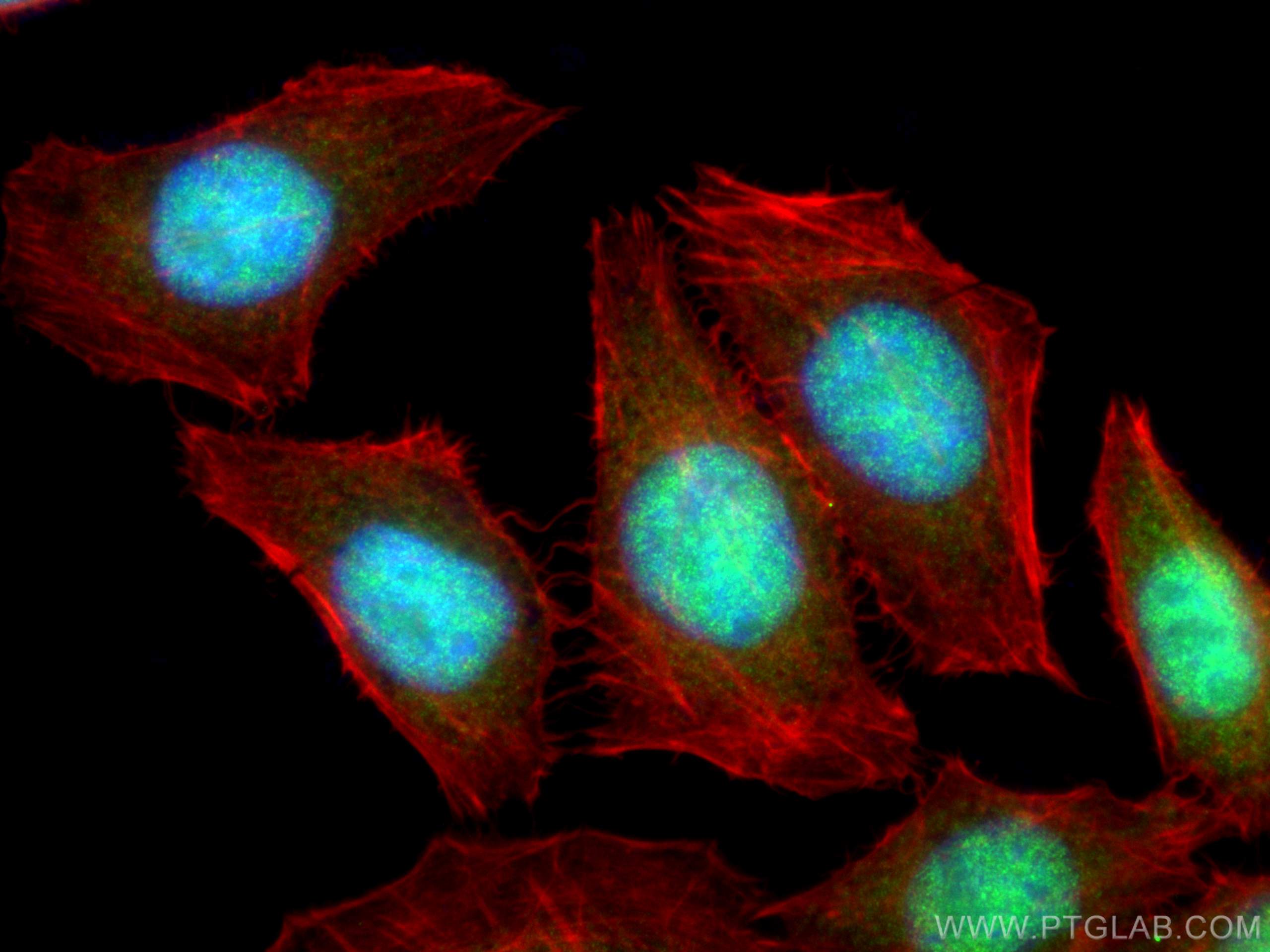 Immunofluorescence (IF) / fluorescent staining of HepG2 cells using NF45 Monoclonal antibody (67685-1-Ig)