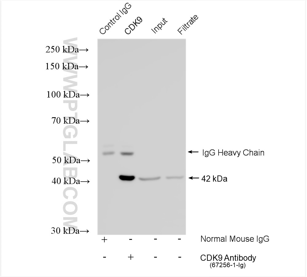Immunoprecipitation (IP) experiment of HeLa cells using NF45 Monoclonal antibody (67685-1-Ig)