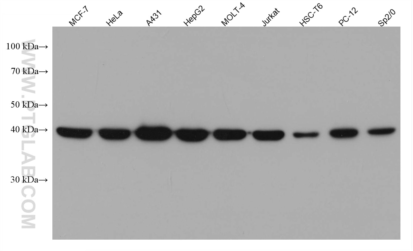 Western Blot (WB) analysis of various lysates using NF45 Monoclonal antibody (67685-1-Ig)