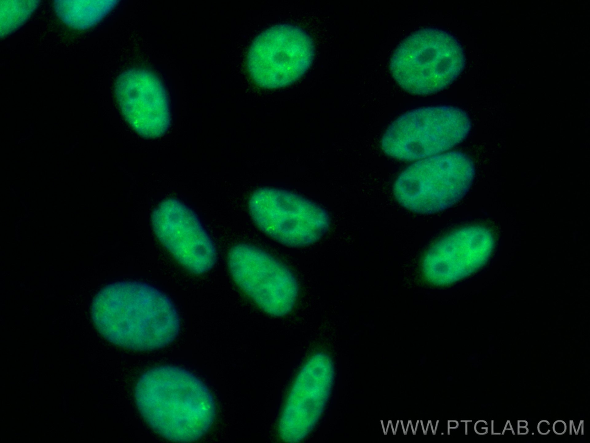 Immunofluorescence (IF) / fluorescent staining of HepG2 cells using CoraLite® Plus 488-conjugated NF45 Monoclonal anti (CL488-67685)