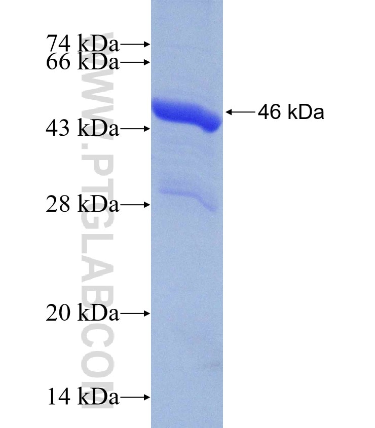 NF45 fusion protein Ag30388 SDS-PAGE